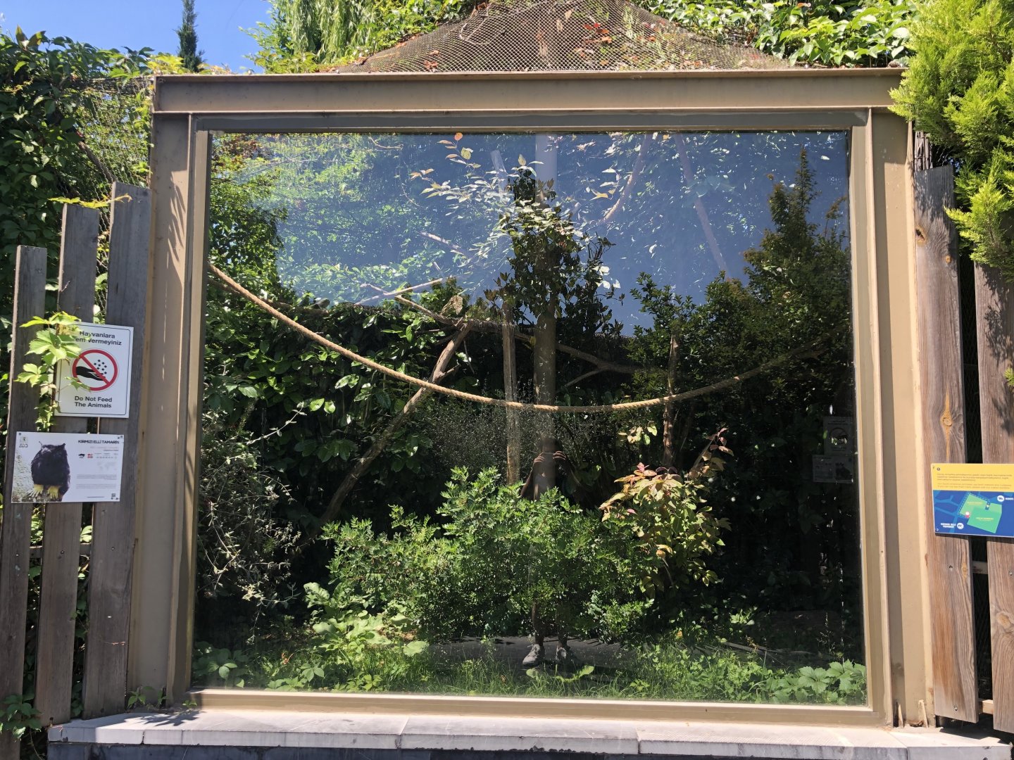 Red handed tamarin outdoor exhibit