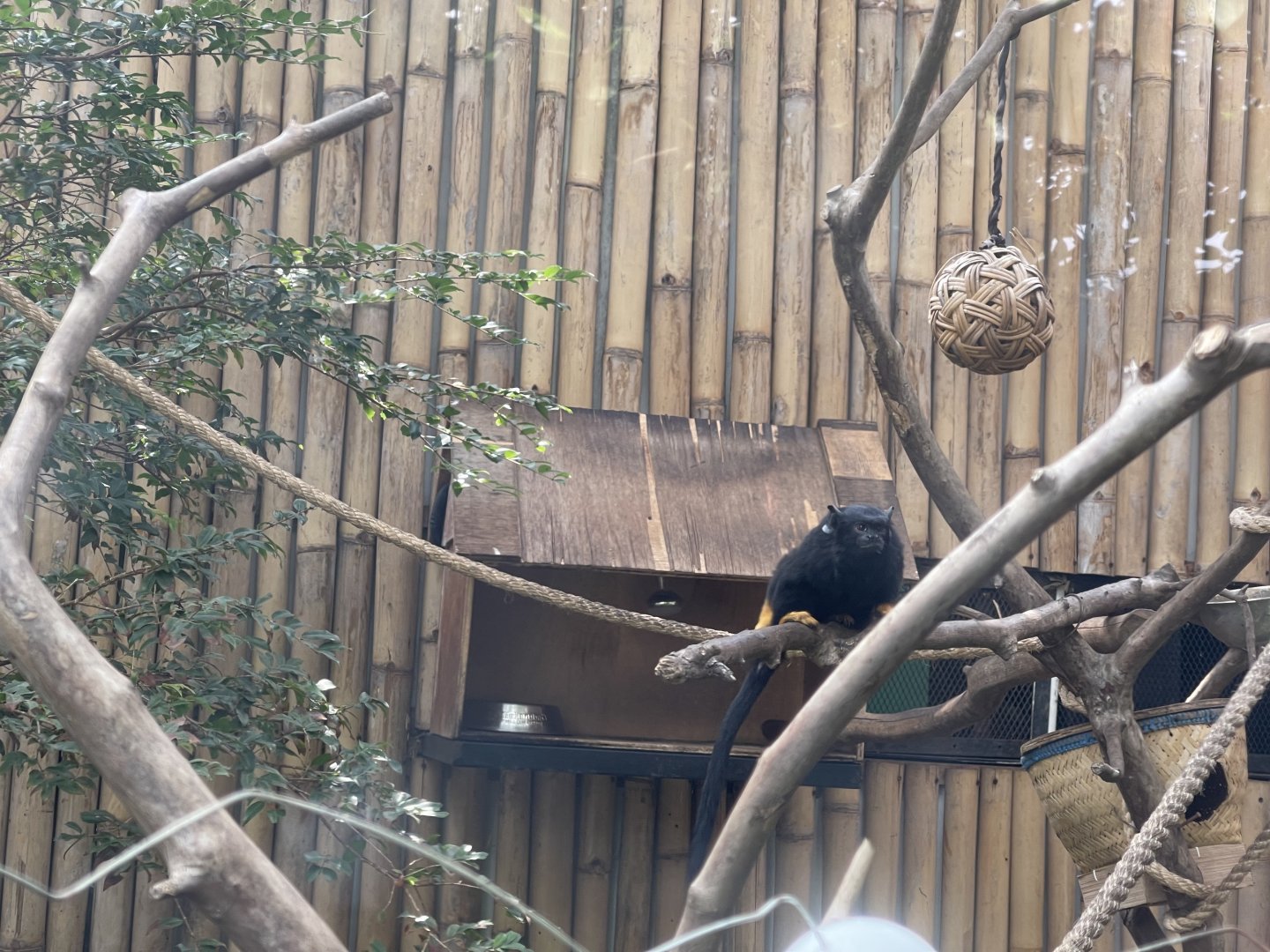 red-handed tamarin (saguinus midas) (2)