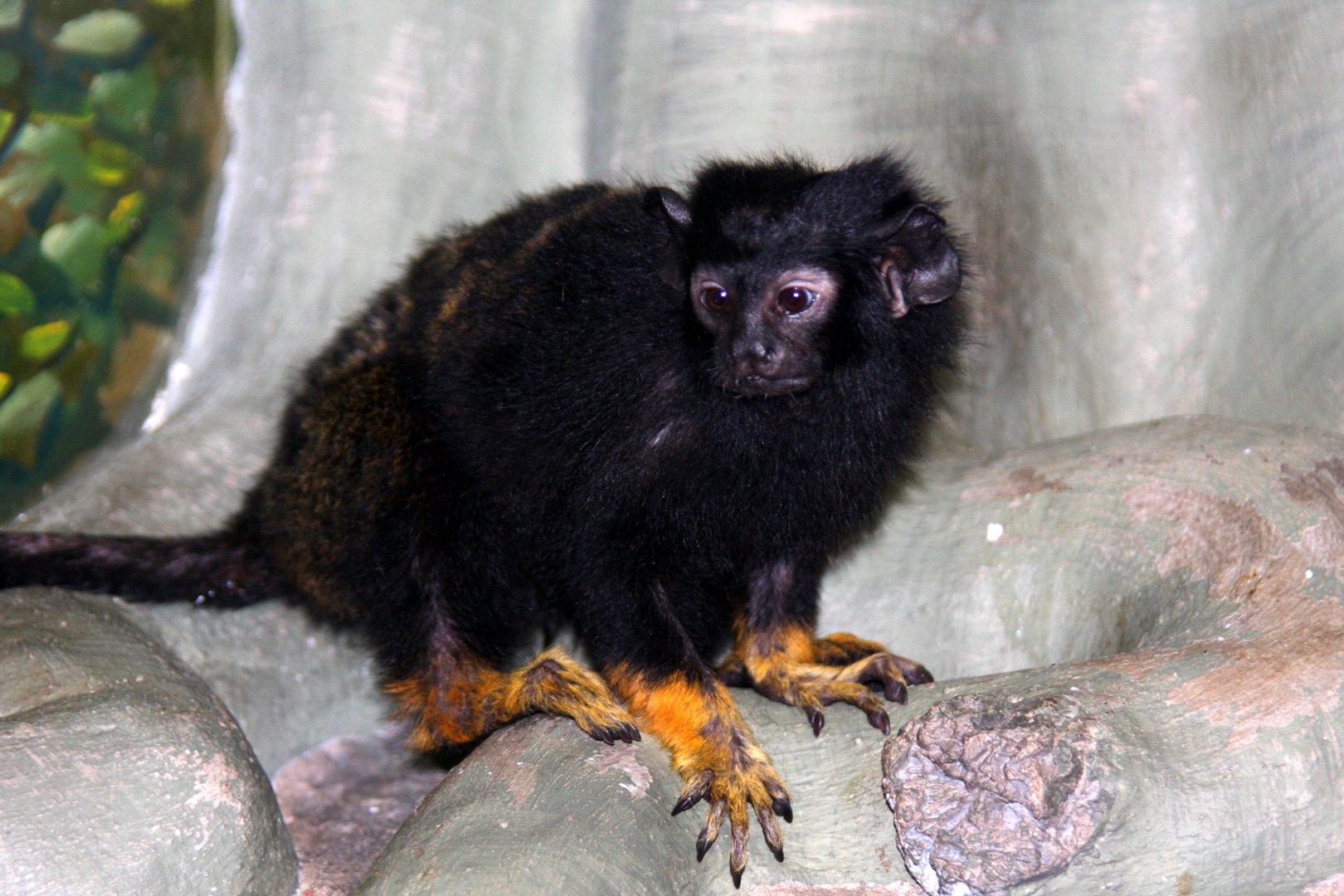 red-handed tamarin (Saguinus midas) 2010