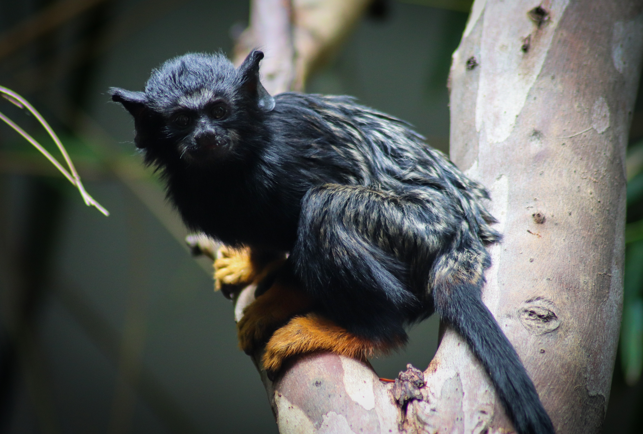 Red-handed Tamarin (Saguinus midas) - February 2020