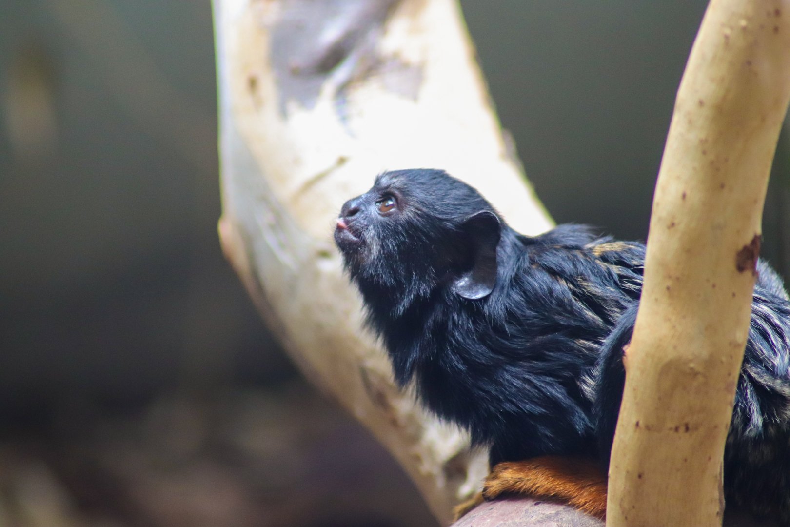 Red-handed Tamarin (Saguinus midas) - February 2020