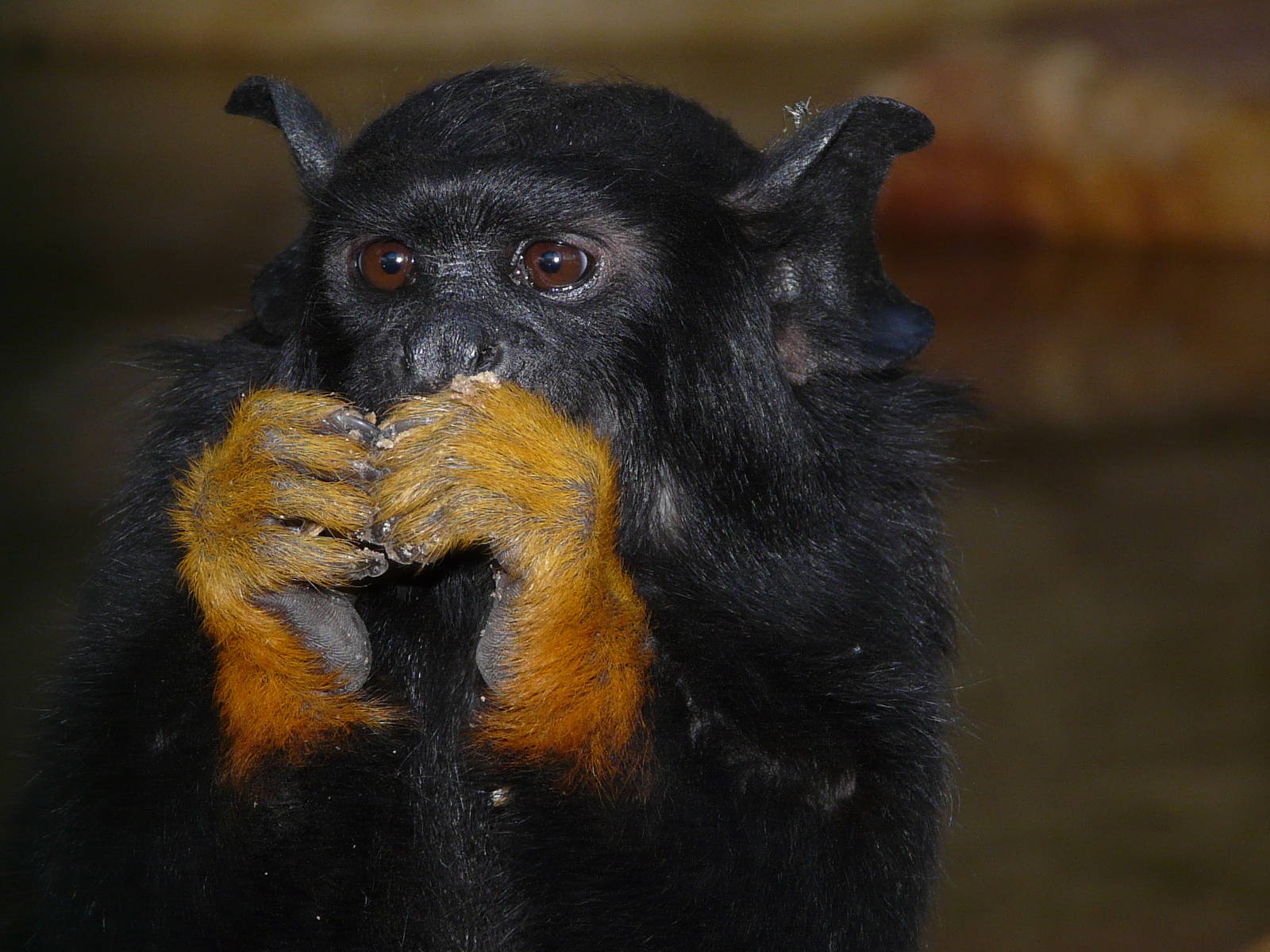 Red-handed tamarin/ Saguinus midas