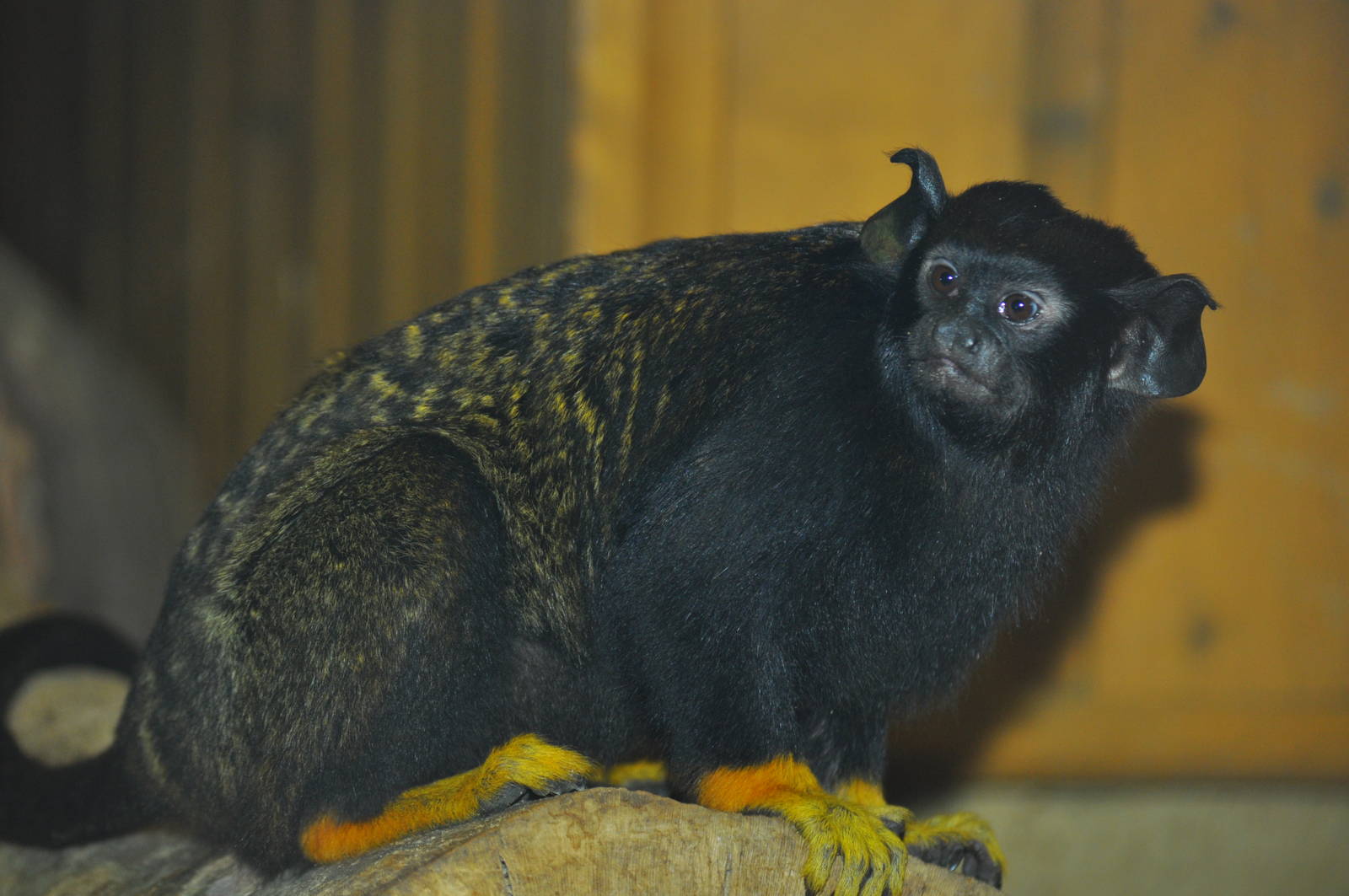 Red handed tamarin (Saguinus midas)