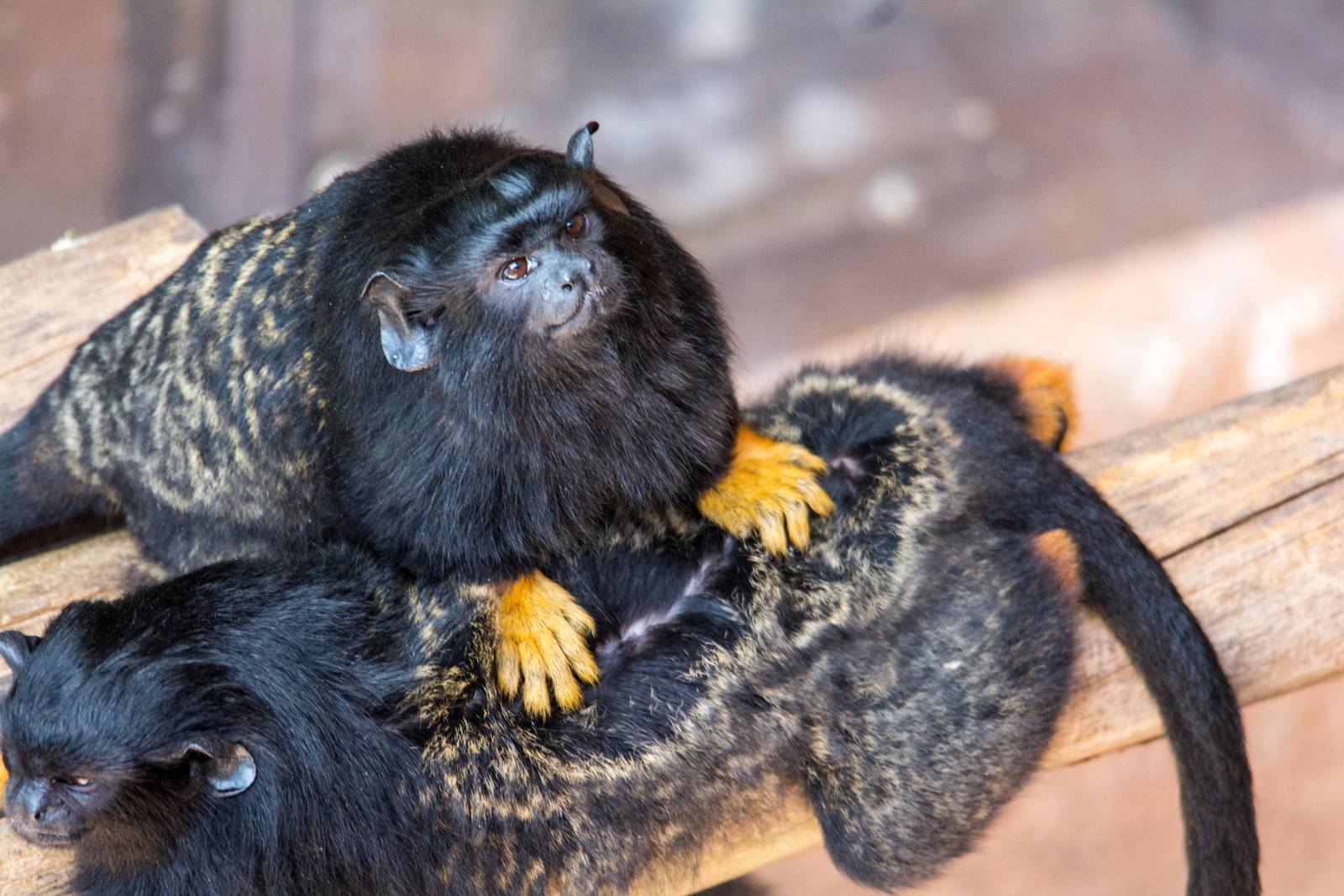 Red Handed Tamarin - Saguinus midas