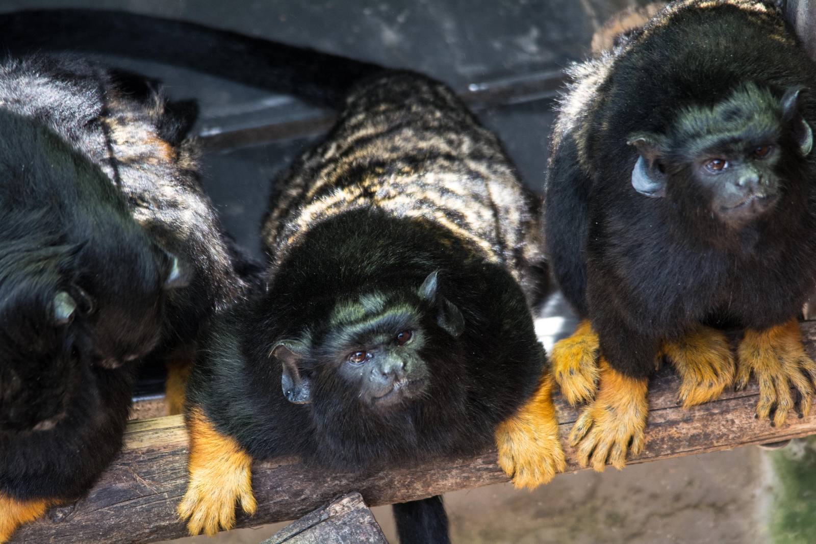 Red Handed Tamarin - Saguinus midas
