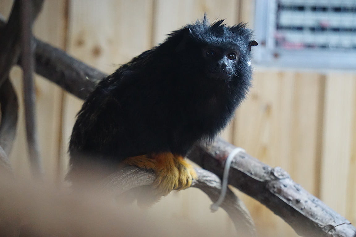 Red-handed tamarin (Saguinus midas)