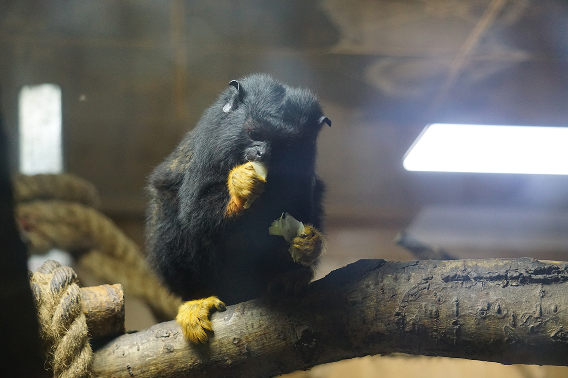 Red-handed tamarin (Saguinus midas)