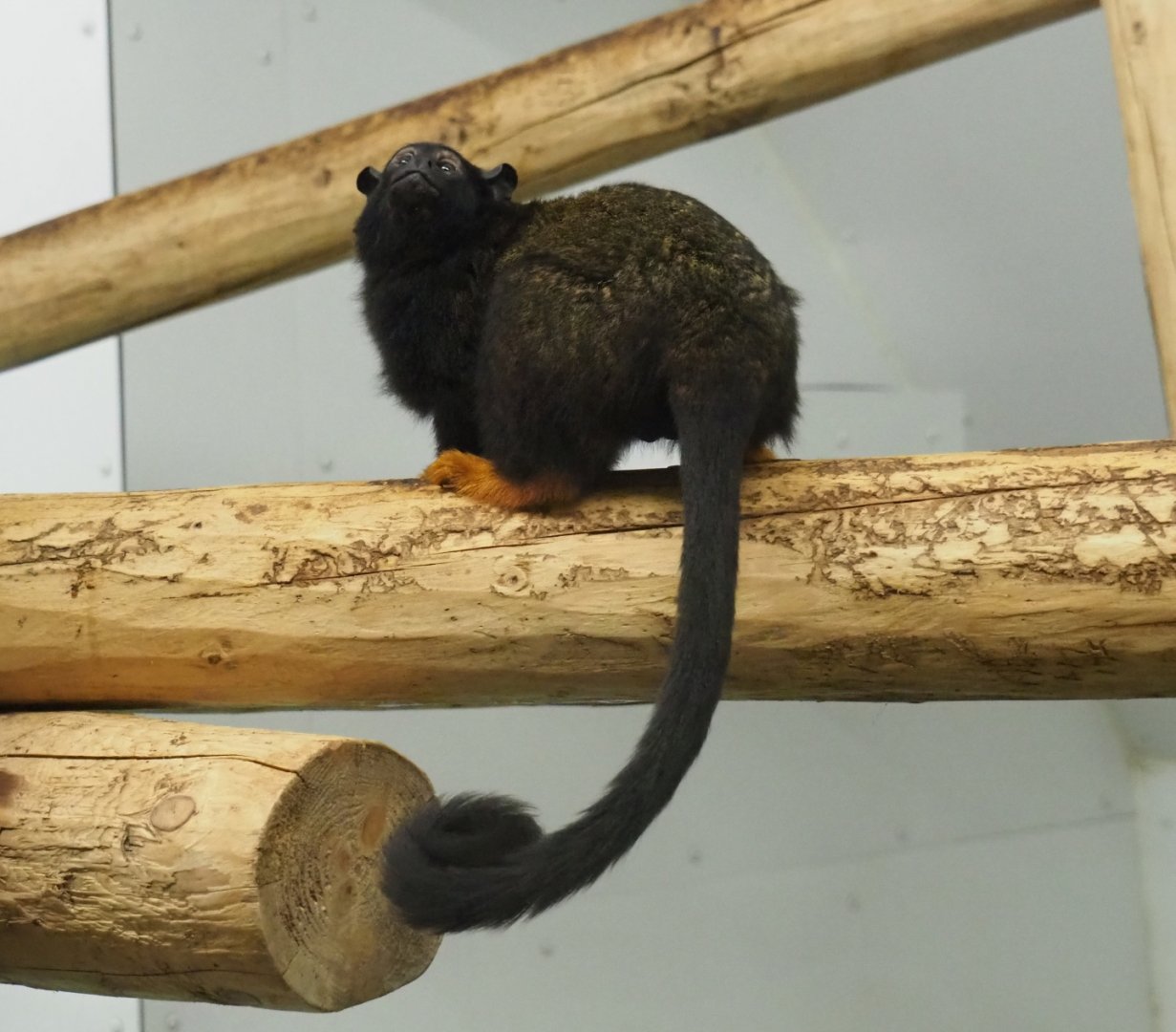 Red-handed tamarin (Saguinus midas)