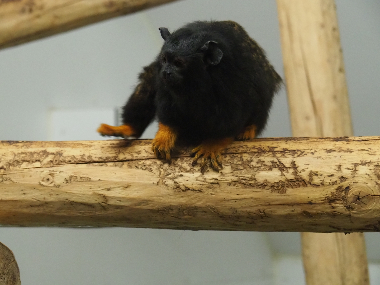 Red-handed tamarin (Saguinus midas)