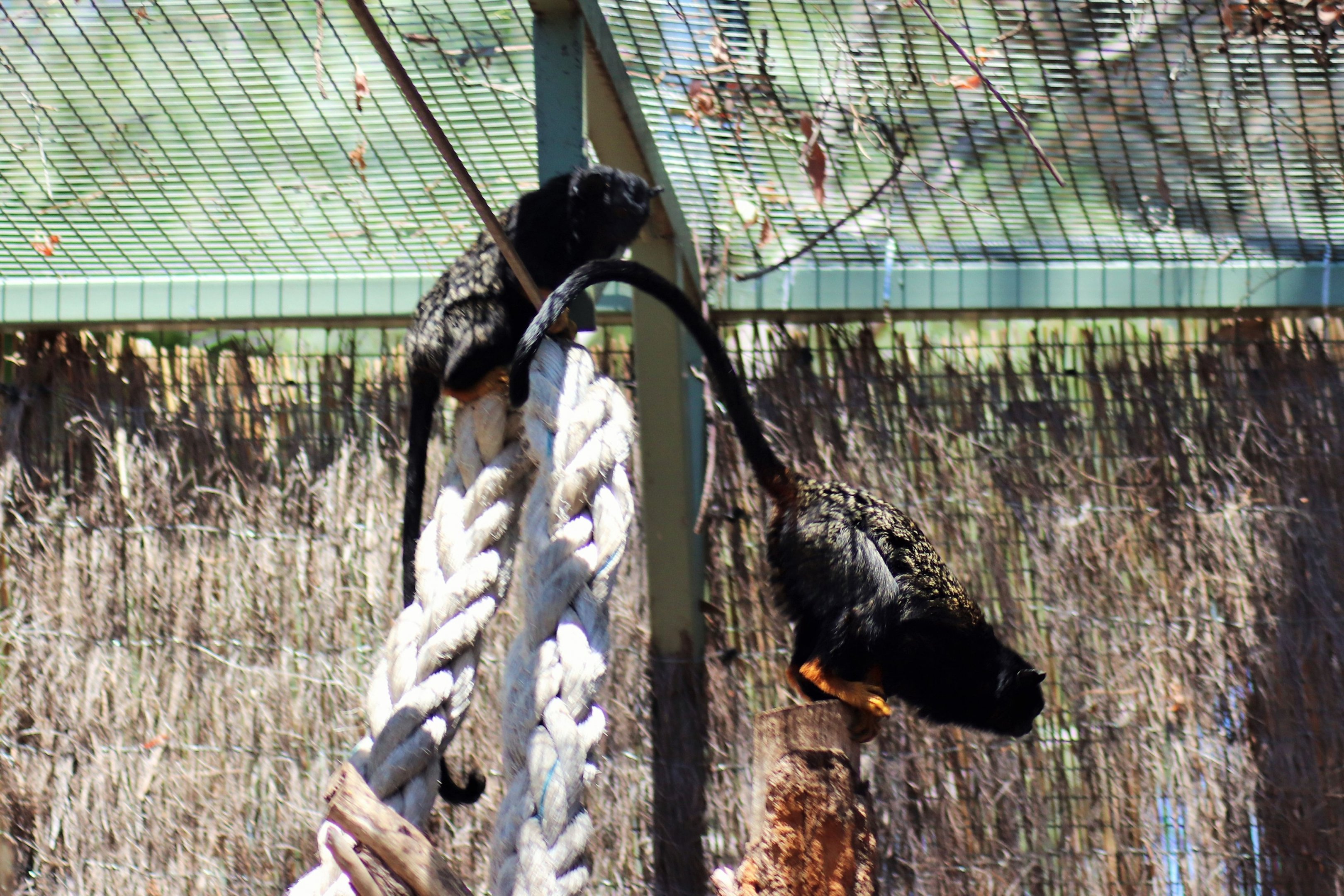 Red-handed Tamarin (Saguinus midas)