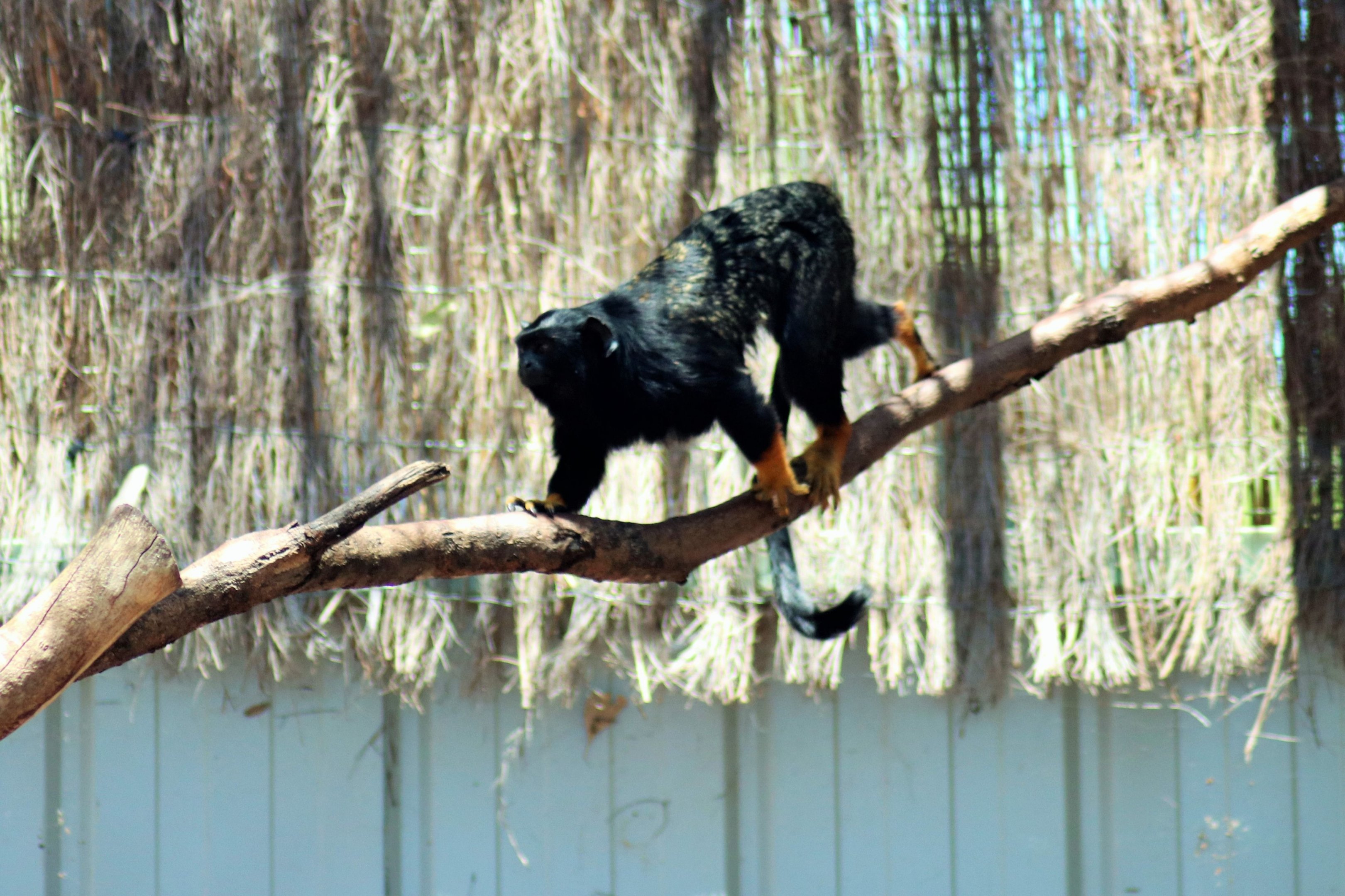 Red-handed Tamarin (Saguinus midas)
