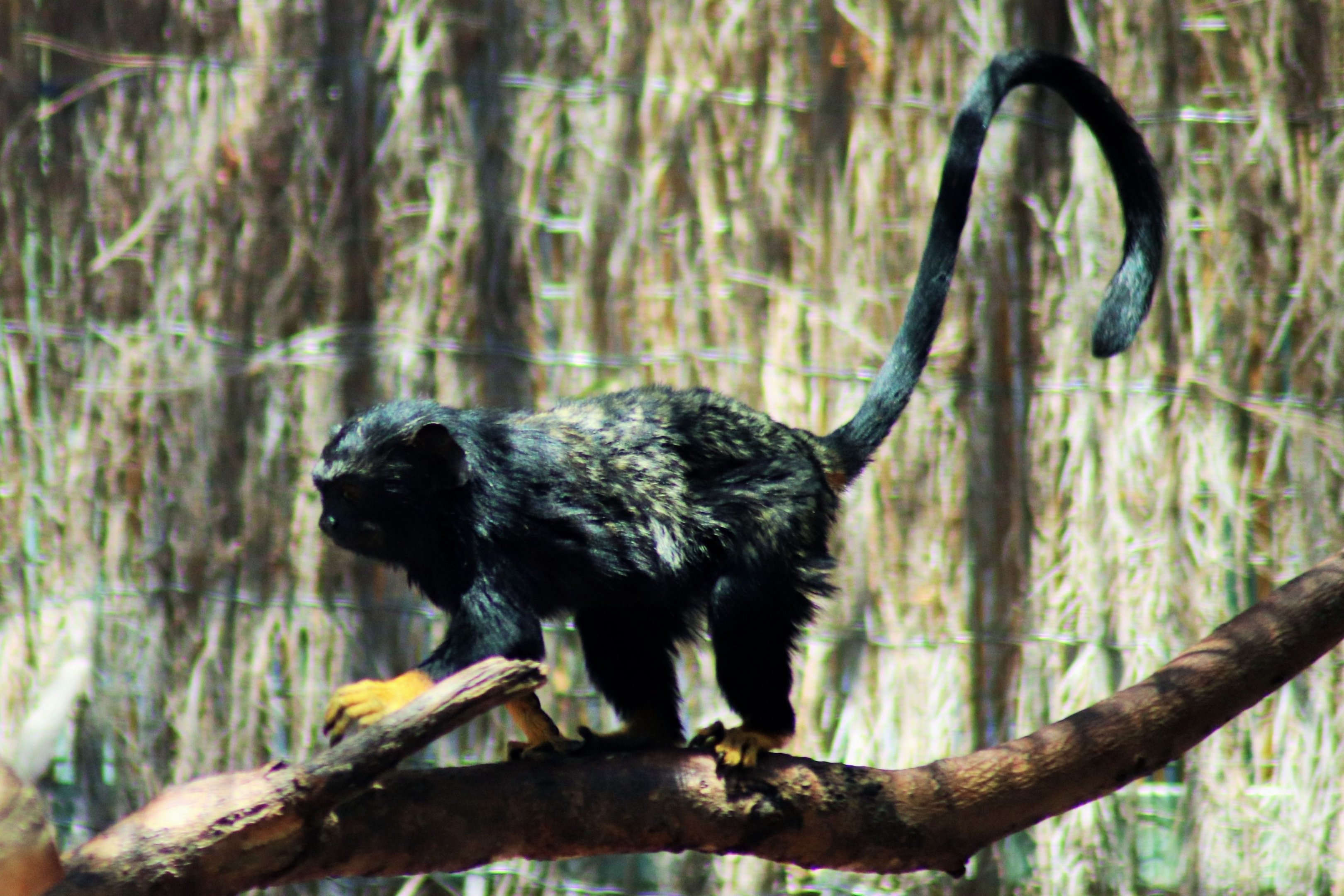 Red-handed Tamarin (Saguinus midas)