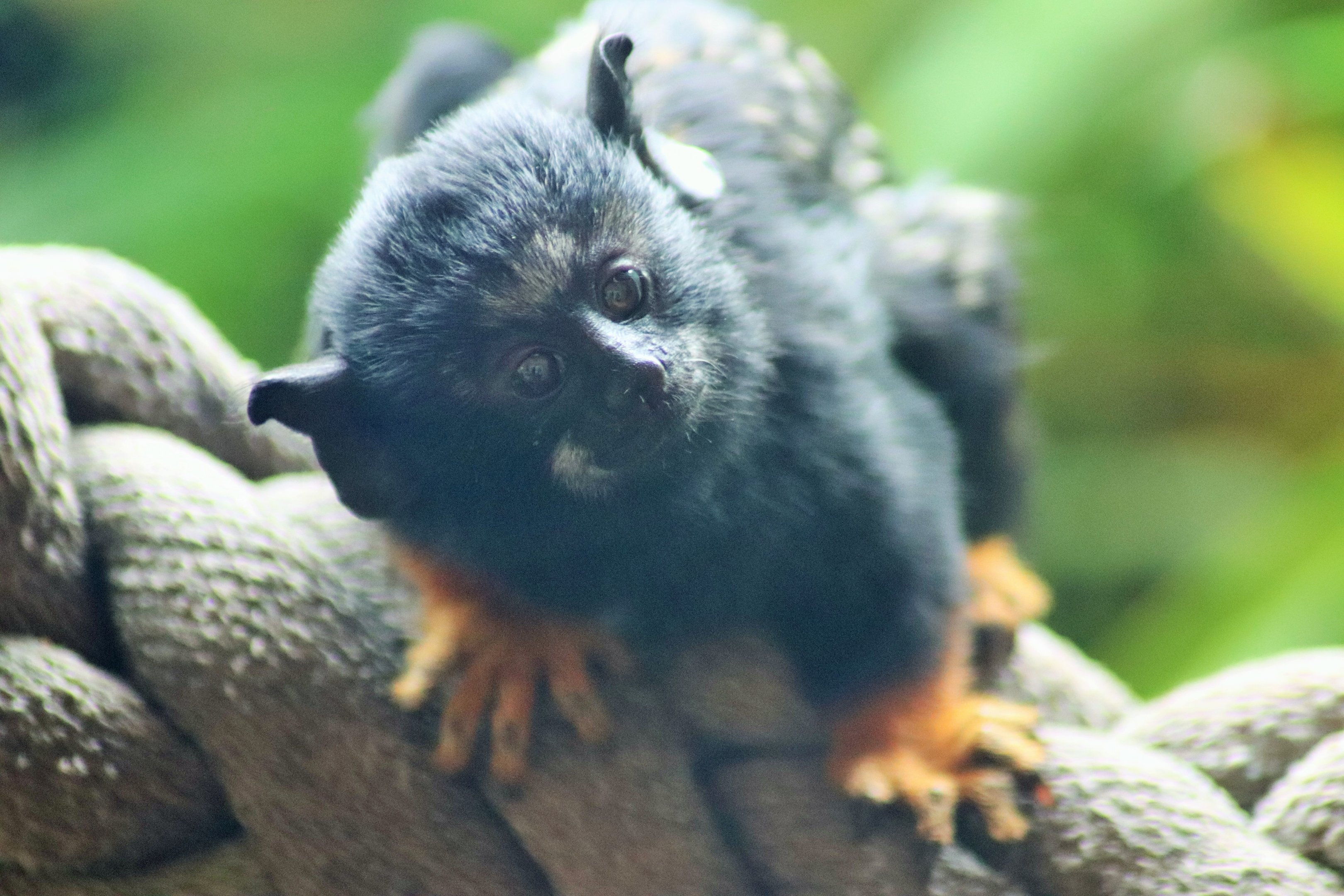 Red-handed Tamarin (Saguinus midas)