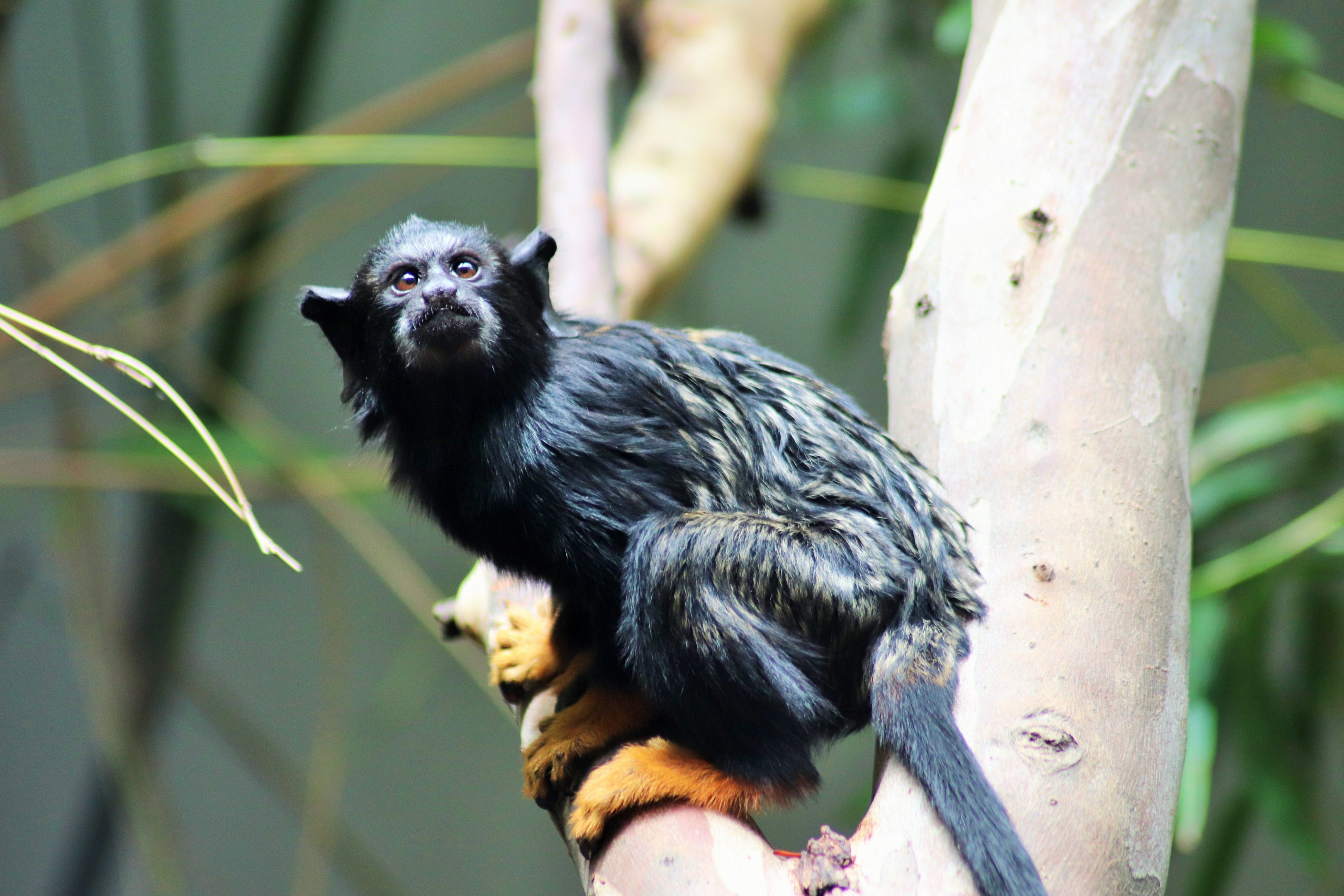 Red-handed Tamarin (Saguinus midas)