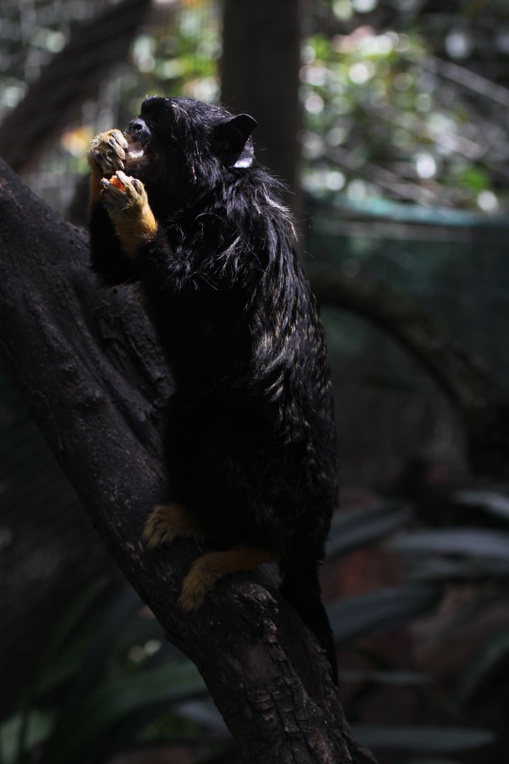 red-handed tamarin (Saguinus midas)