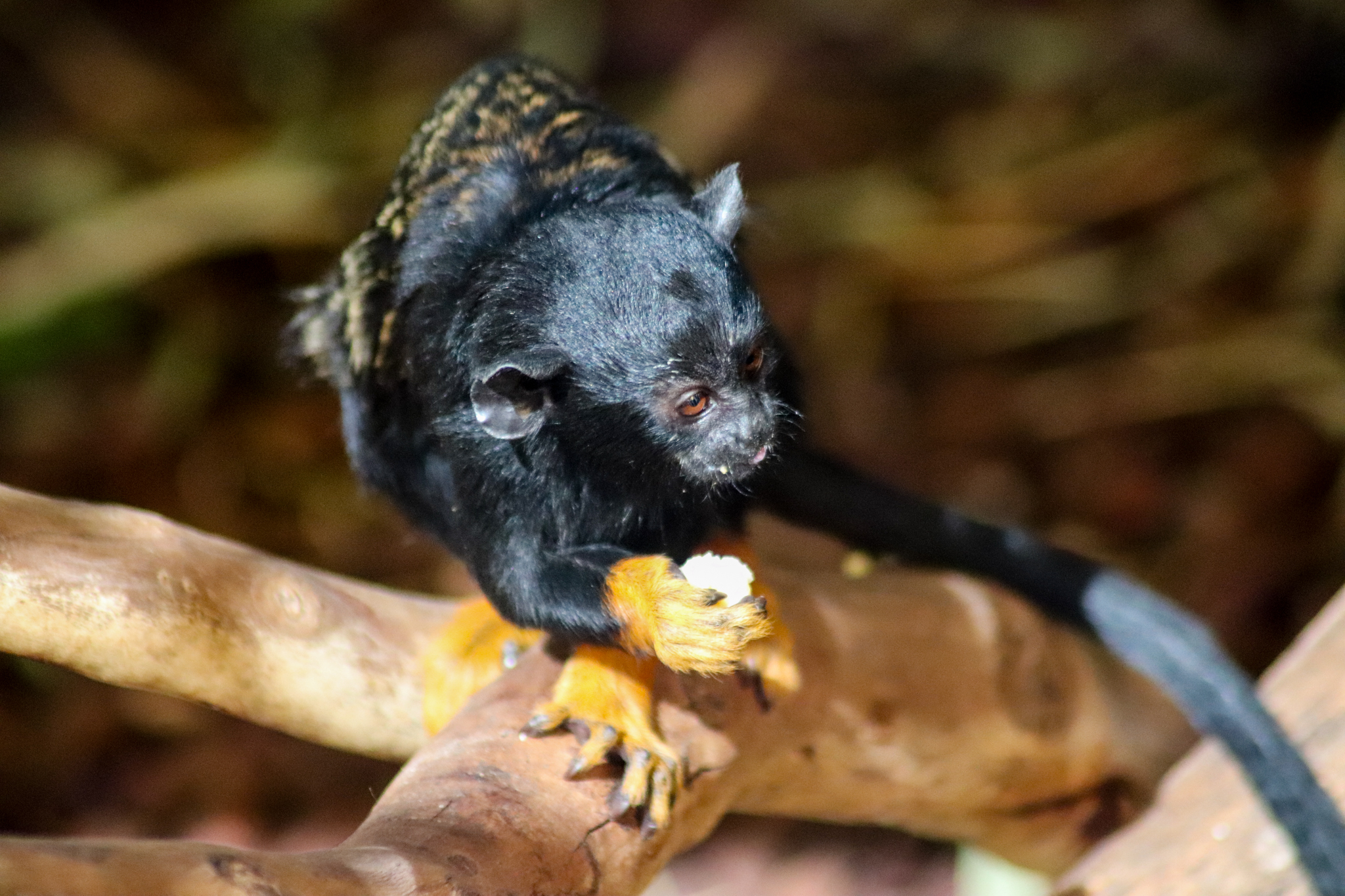 Red-handed Tamarin (Saguinus midas)