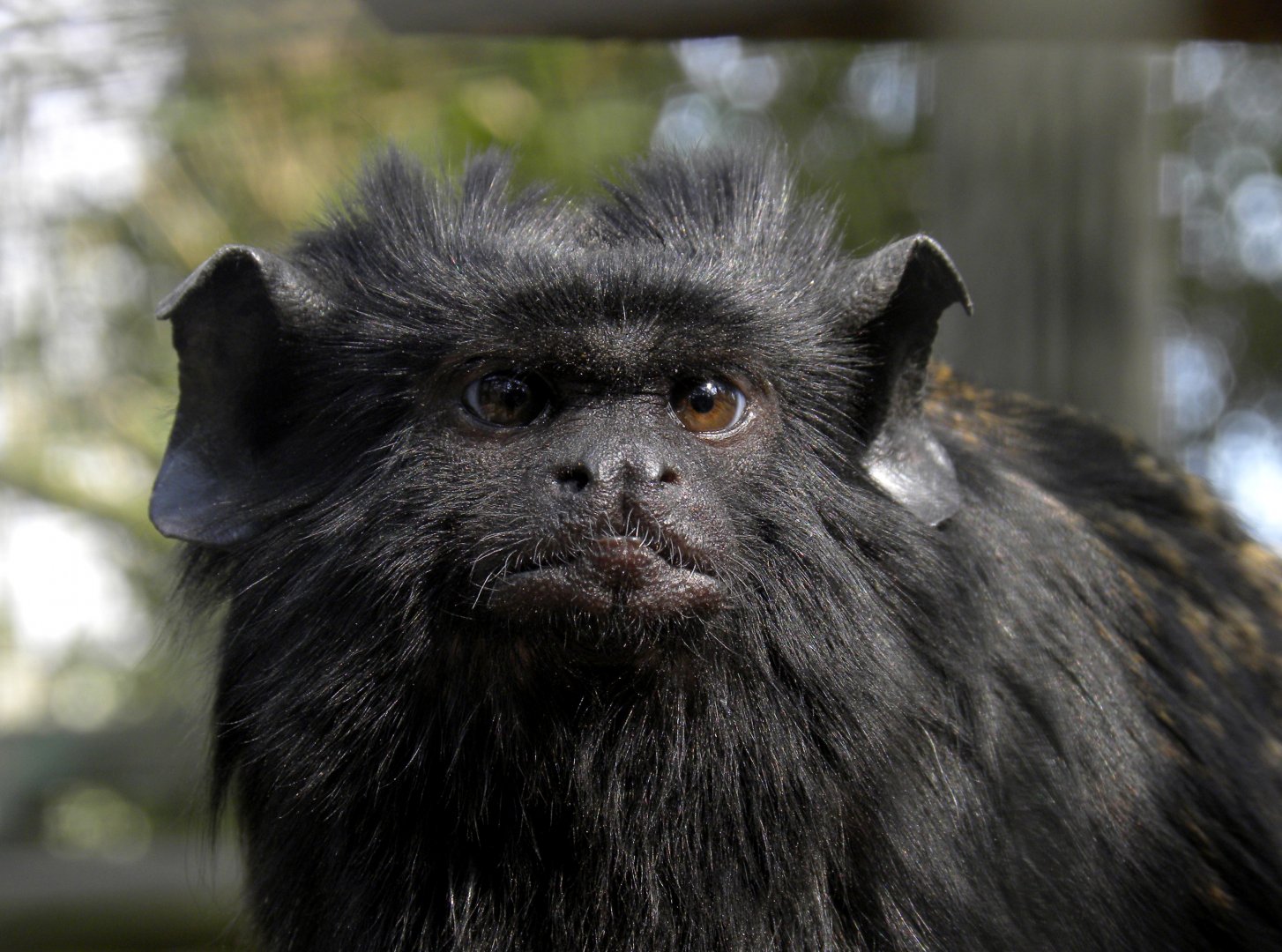 Red-handed tamarin (Saguinus midas)