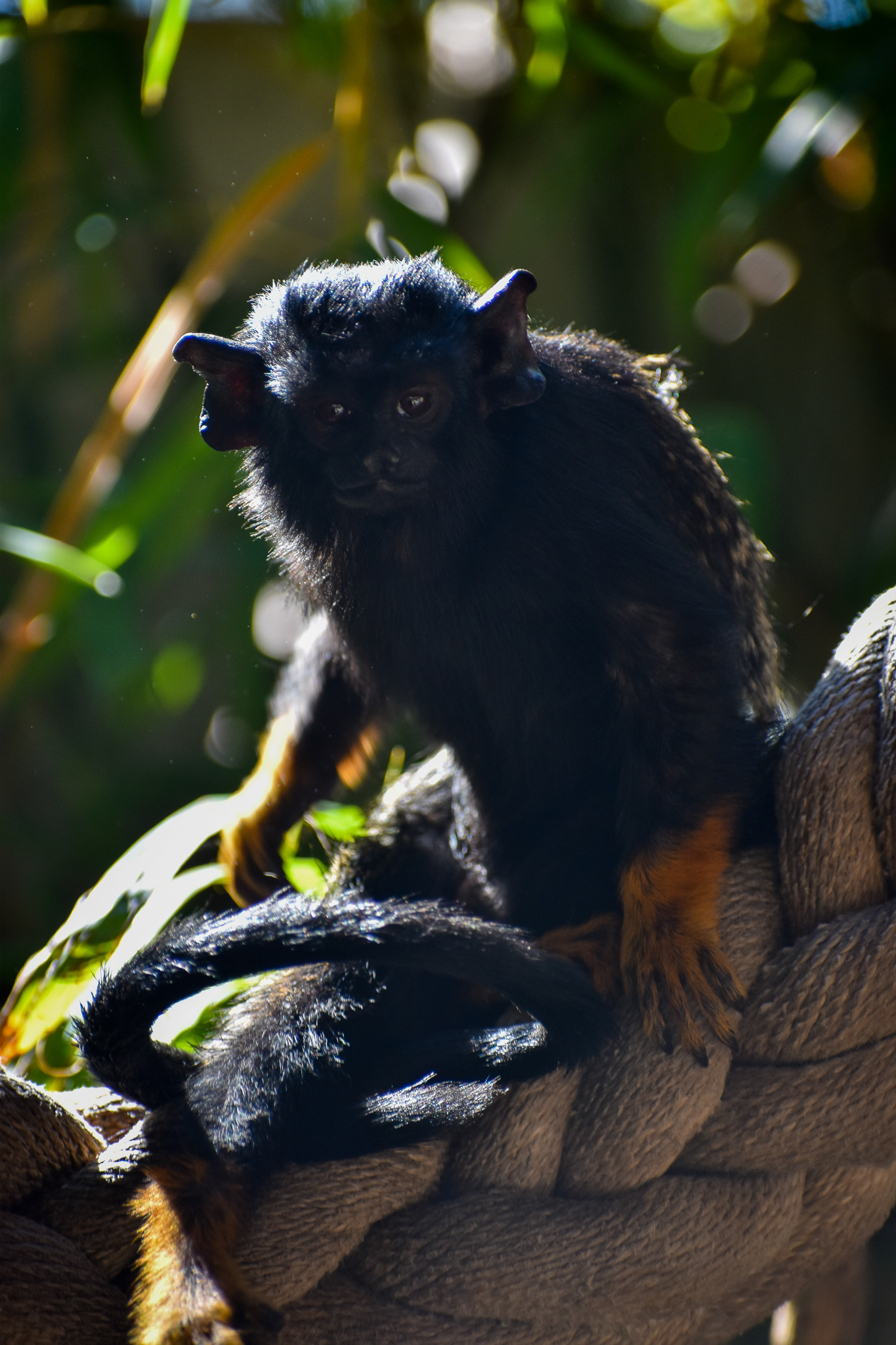 Red-handed Tamarin (Saguinus midas)