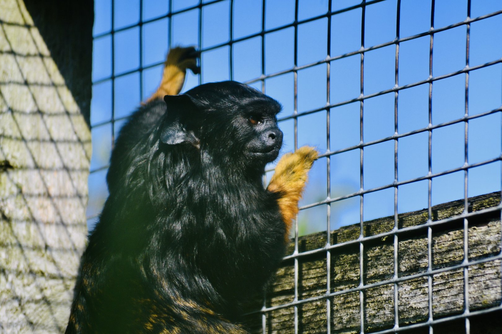 Red Handed Tamarin - September 2020