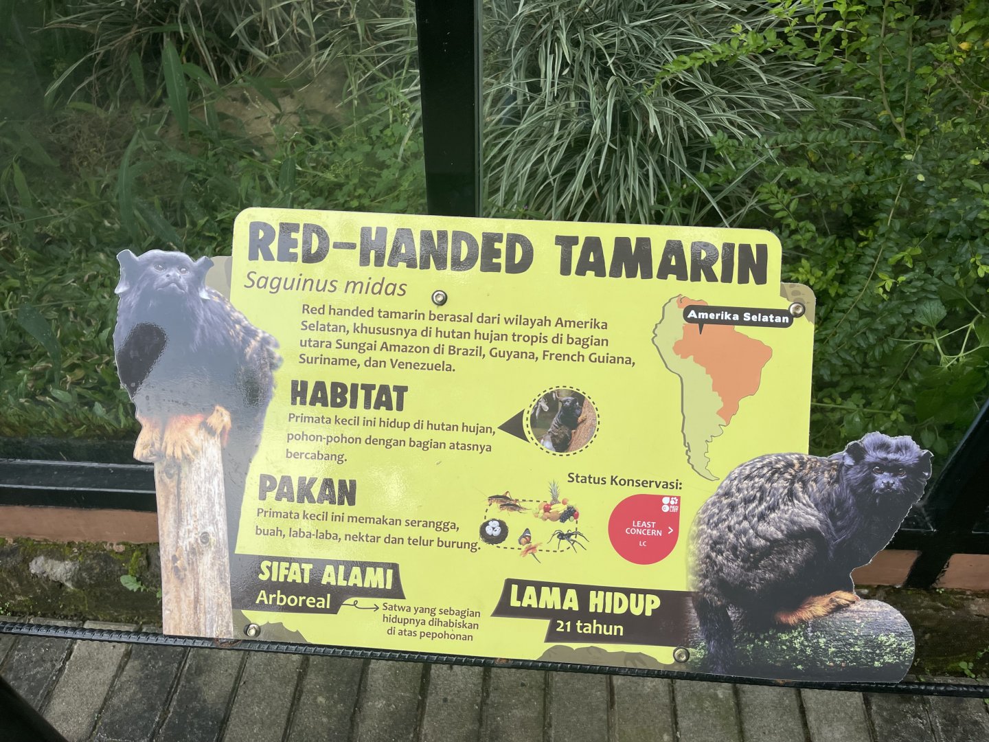 red-handed tamarin signage