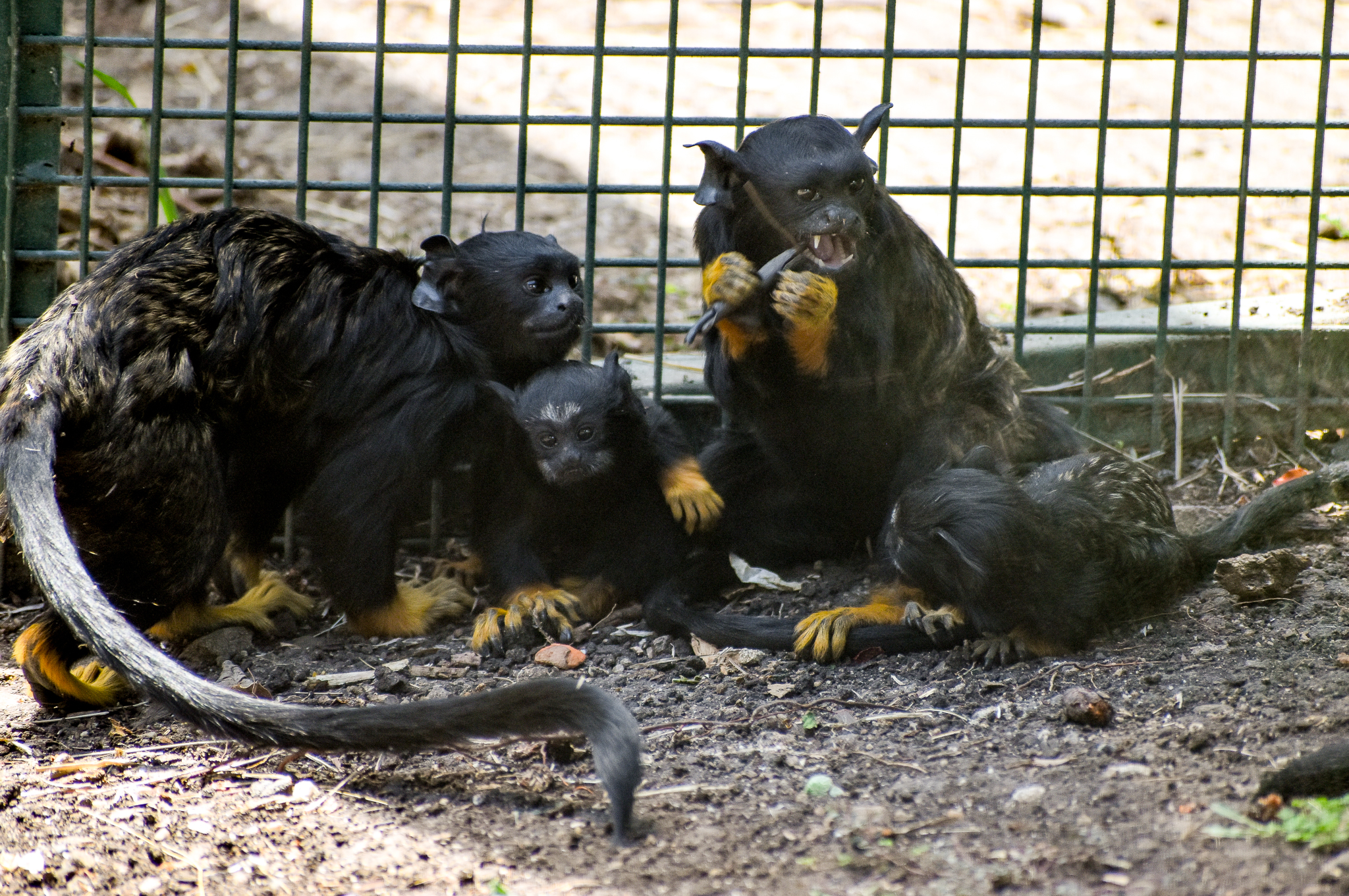 Red-handed Tamarin with twins