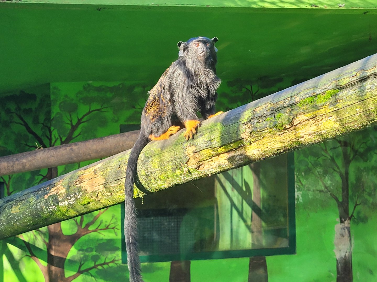 Red-handed tamarin -Zoo de Santillana del Mar (2023)