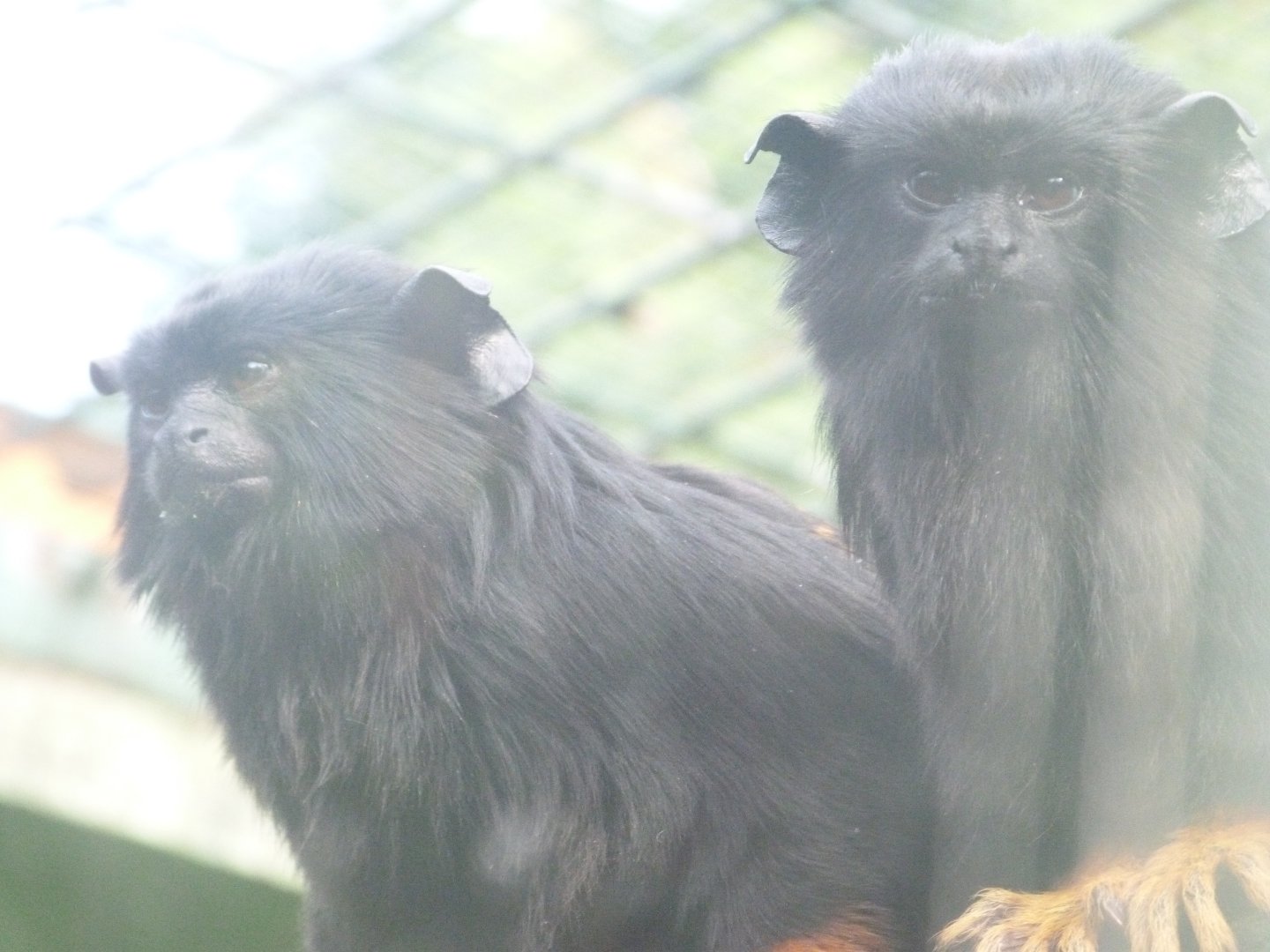 Red-handed tamarin -Zoo de Santillana del Mar (2024)