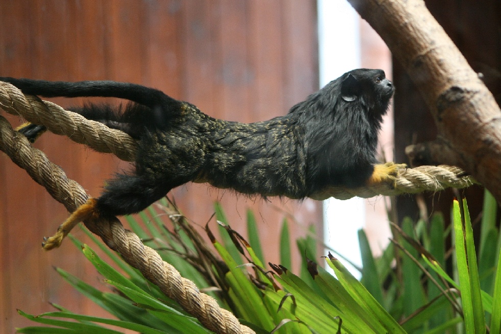 Red-handed Tamarin