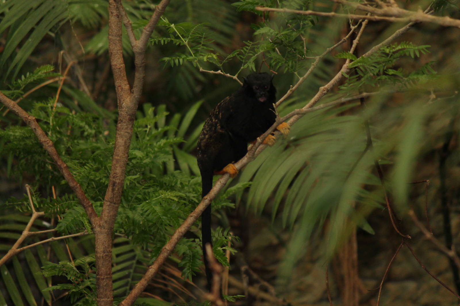 Red-Handed Tamarin