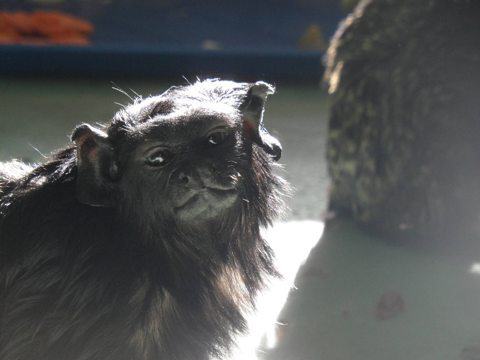 Red-handed tamarin