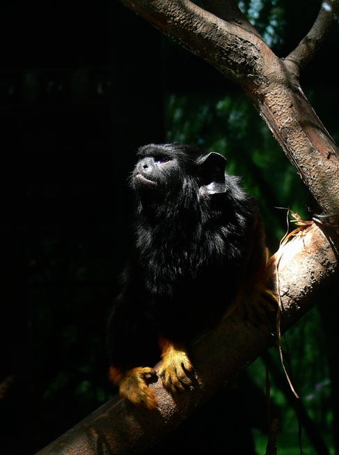 Red-handed tamarin