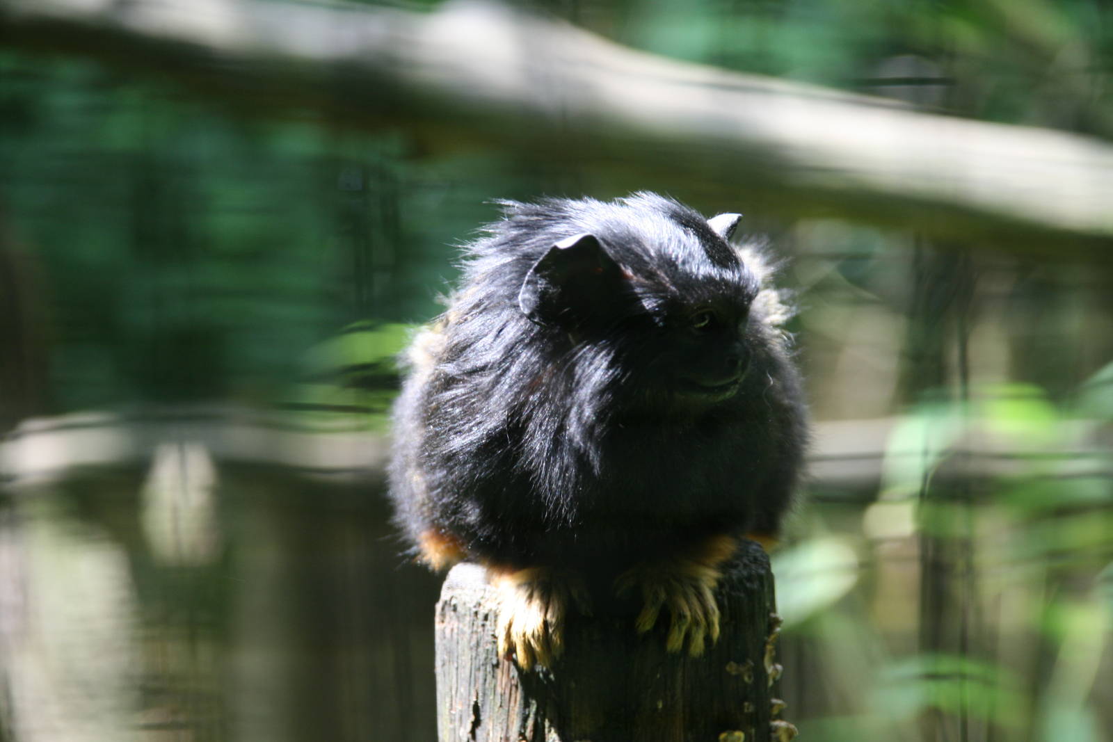 Red-handed tamarin