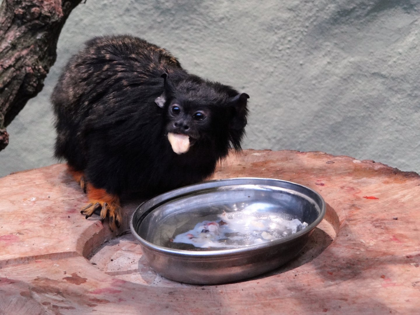 Red-handed Tamarin