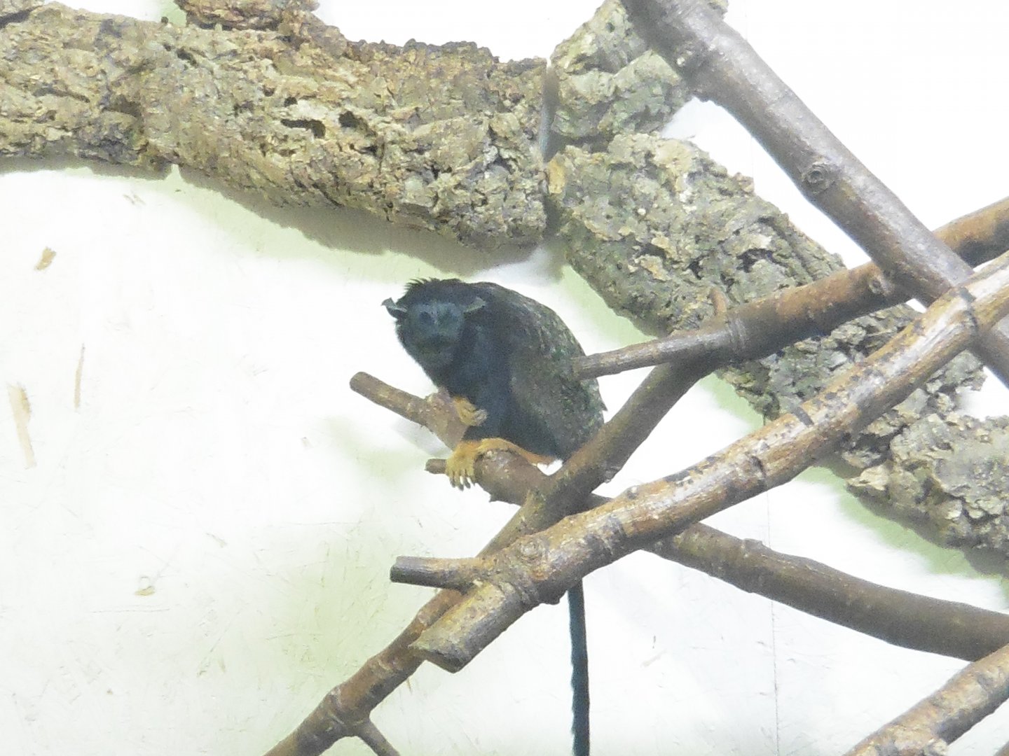Red-handed Tamarin