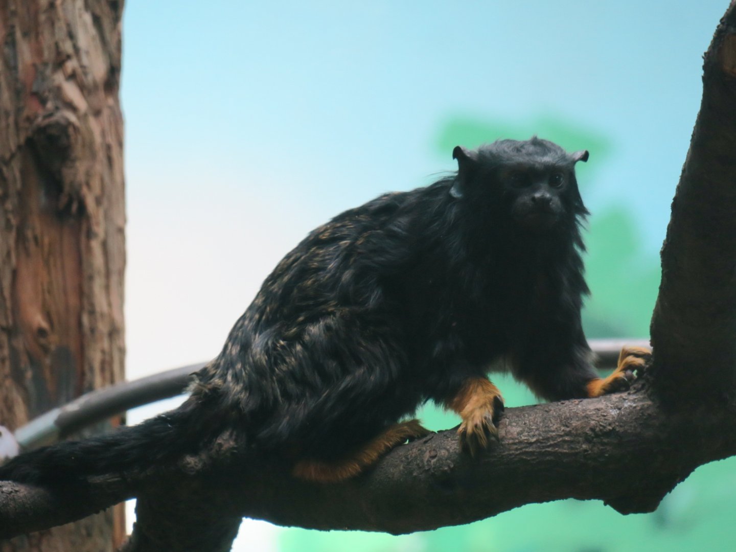 red-handed tamarin