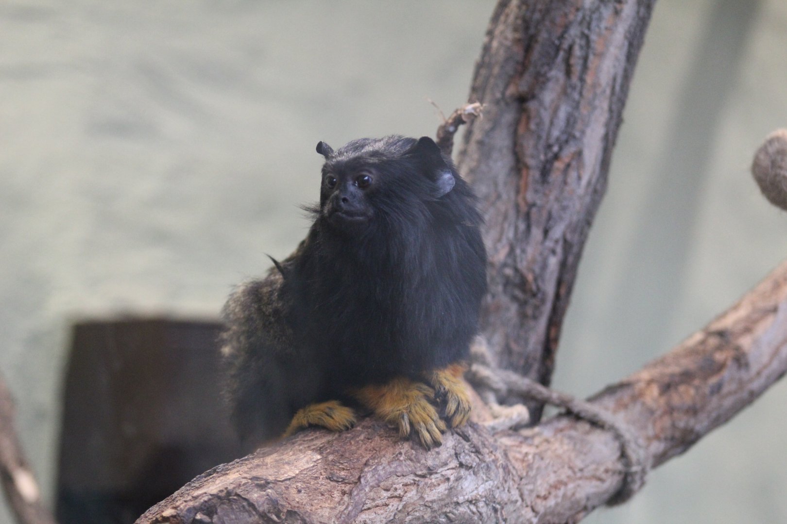 Red-Handed Tamarin