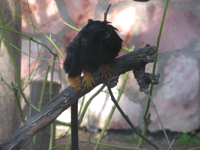 Red-handed tamarin
