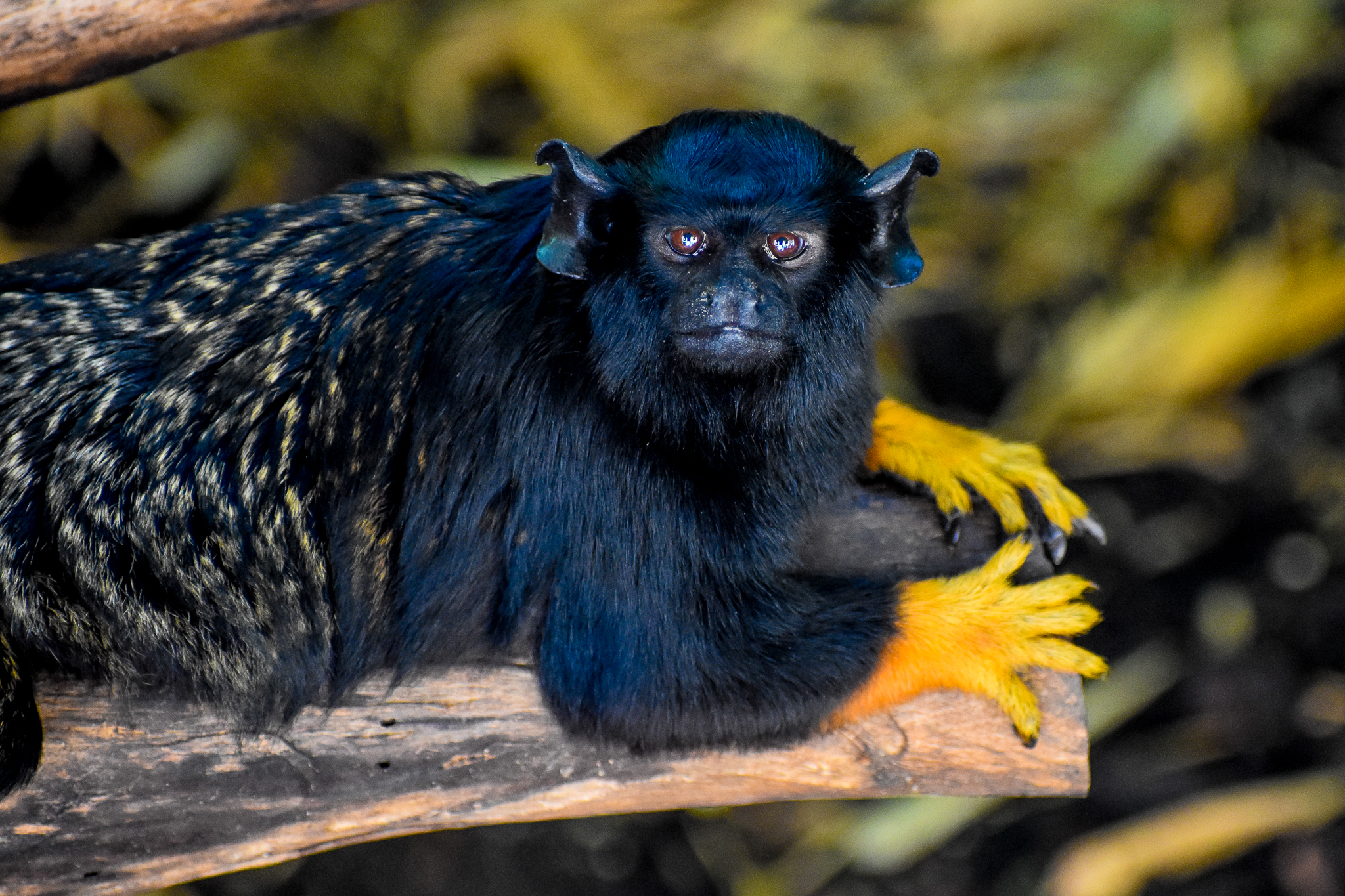 Red-handed Tamarin