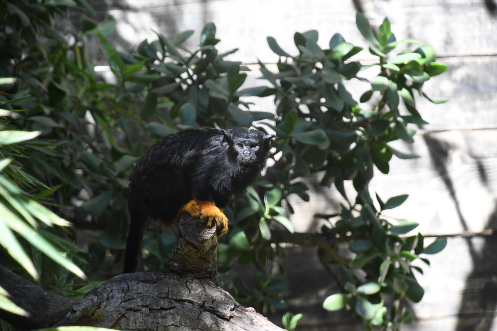 Red-handed Tamarin
