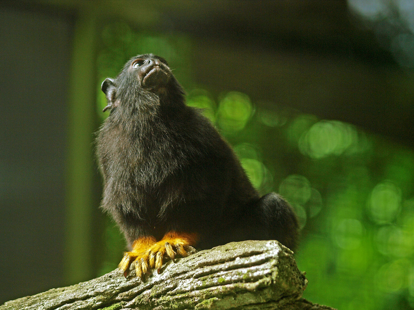 Red-handed tamarin