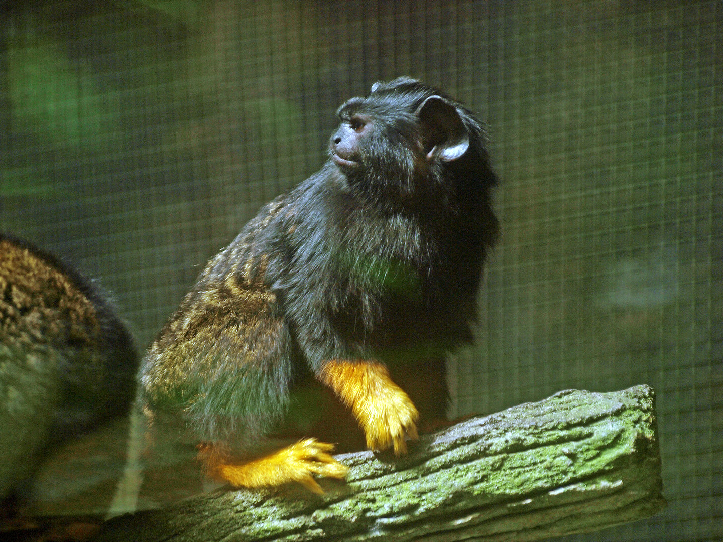 Red-handed tamarin