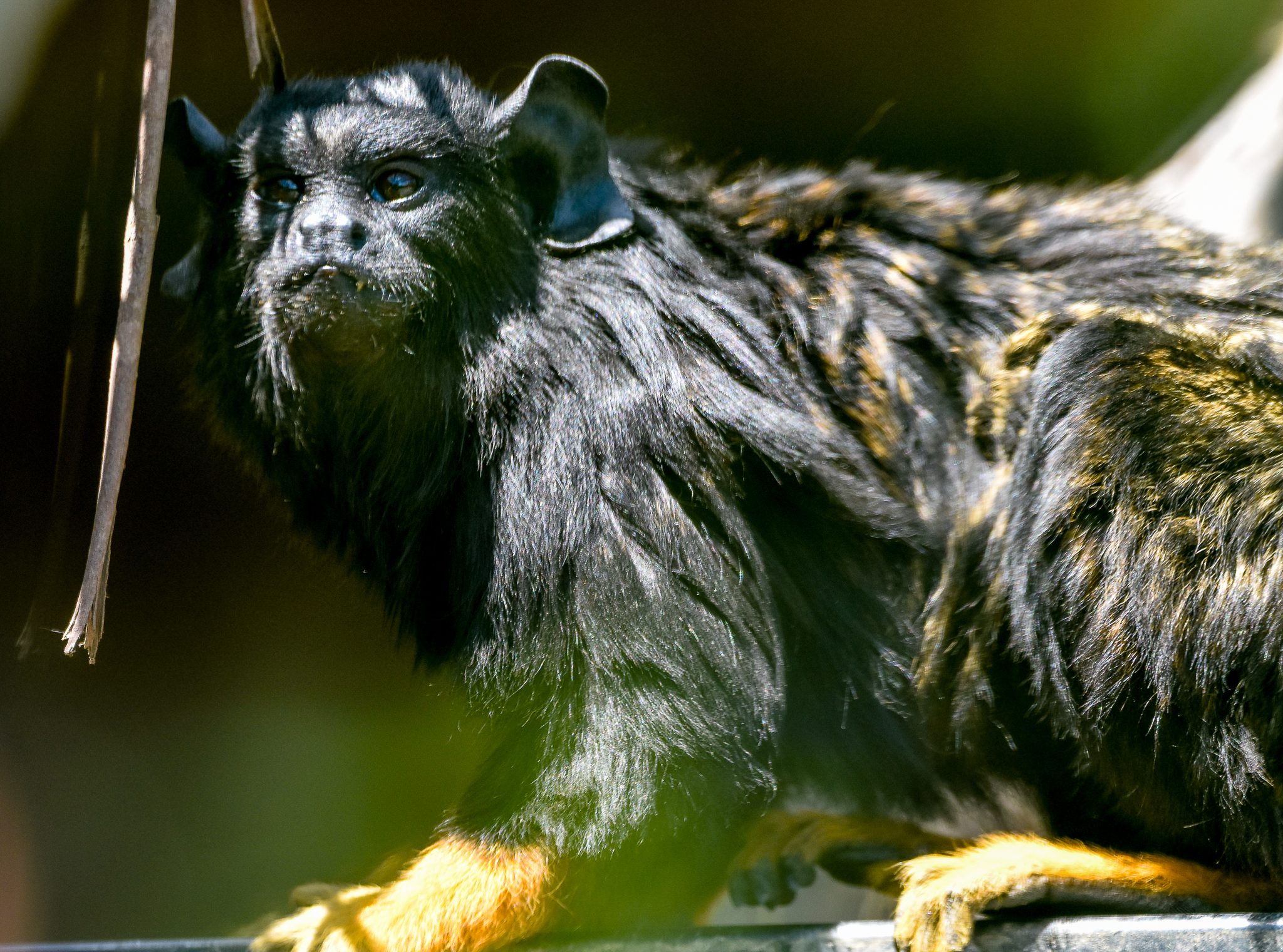 Red-handed Tamarin