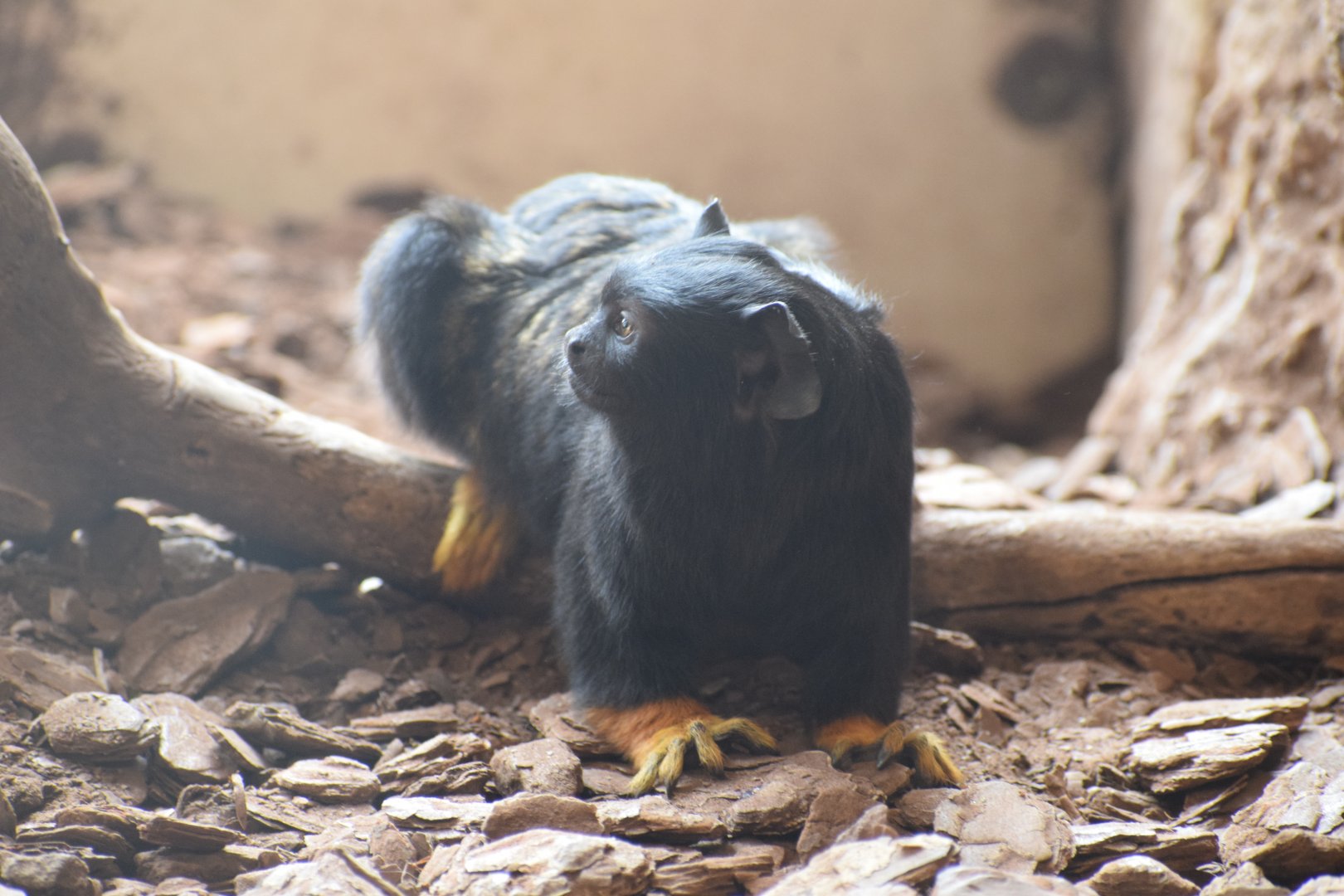 Red-handed tamarin