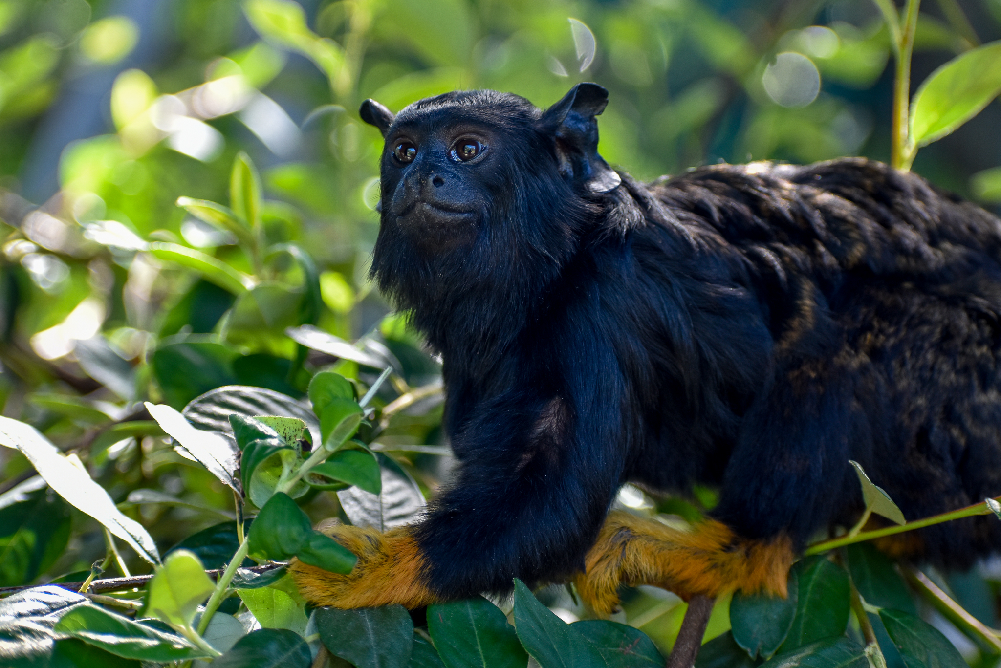 Red-handed Tamarin