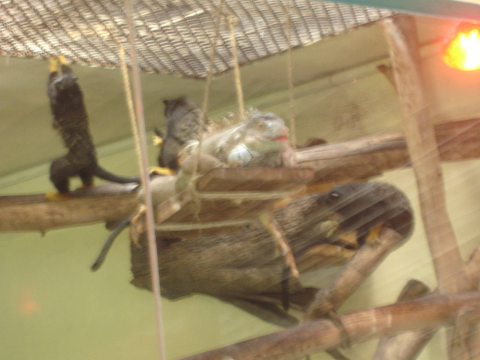 Red-handed Tamarins and Iguana