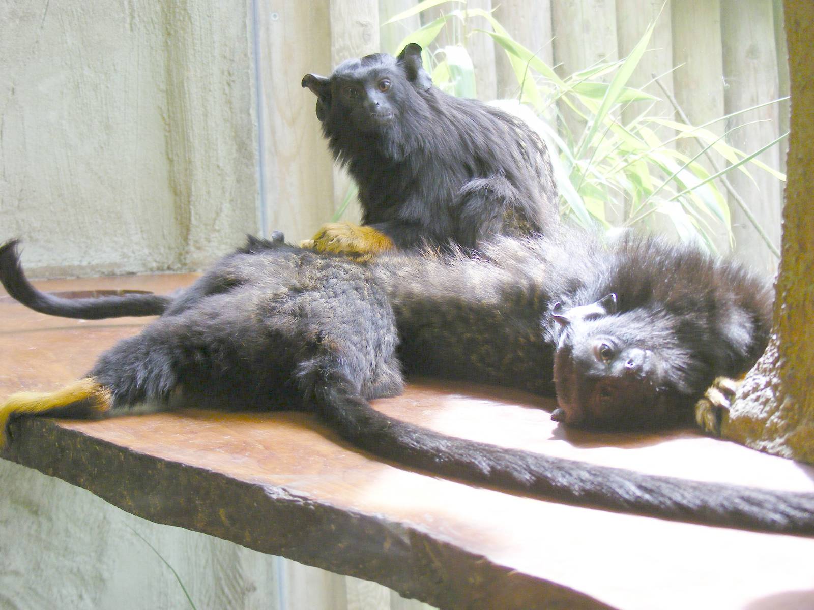 Red-handed tamarins at Drusillas Park, 23 May 2009