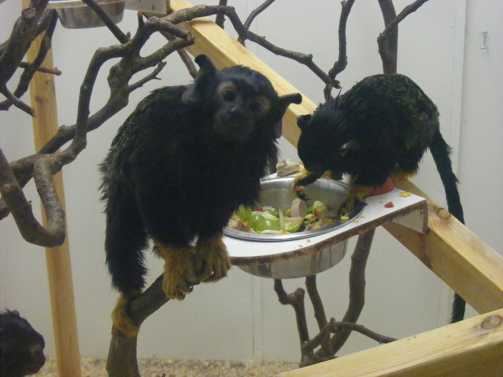 Red-handed tamarins at Exmoor Zoo, 29 December 2010