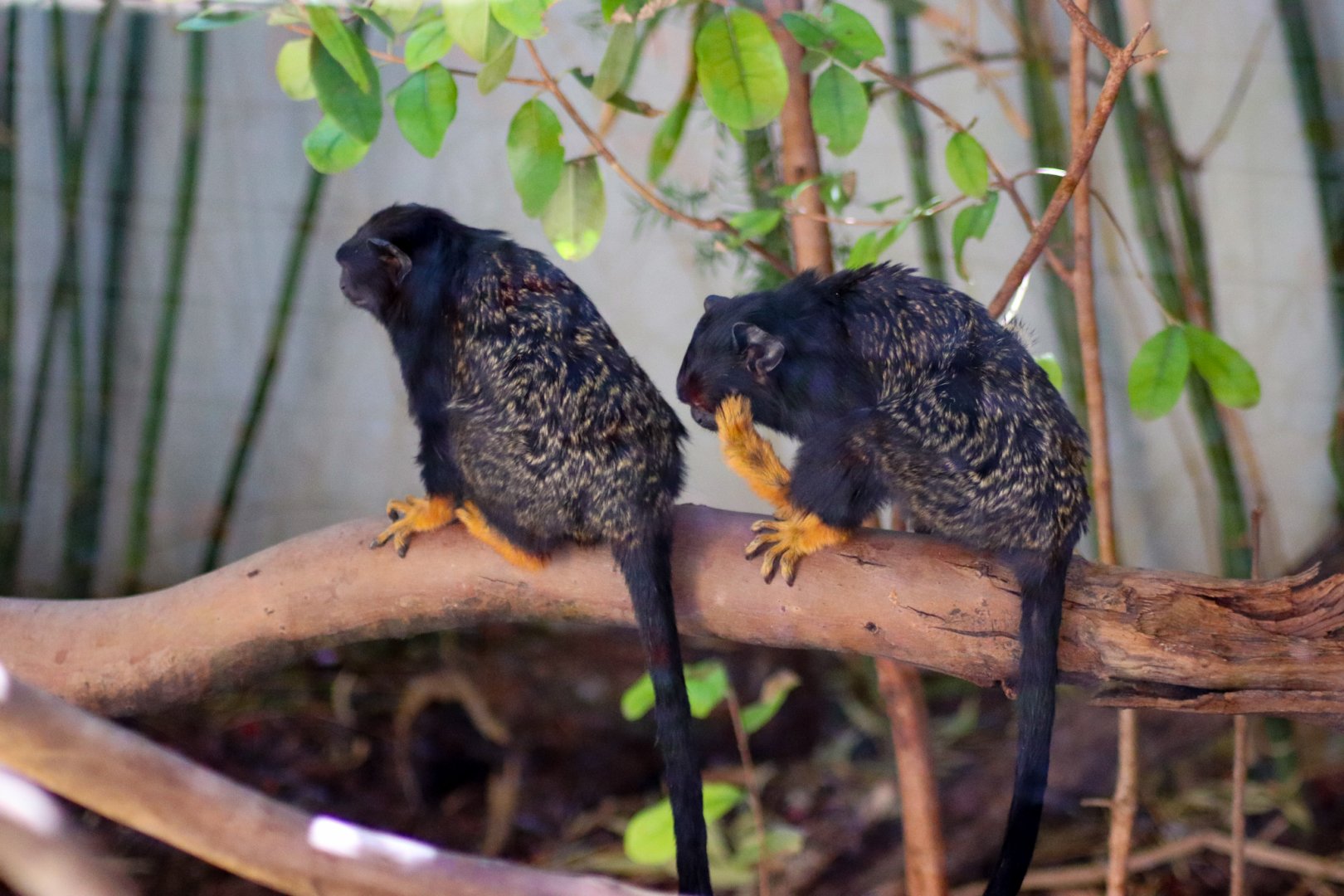 Red-handed Tamarins (Saguinus midas) - July 2020