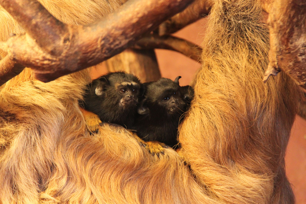 Red-handed Tamarins with two-toed Sloth