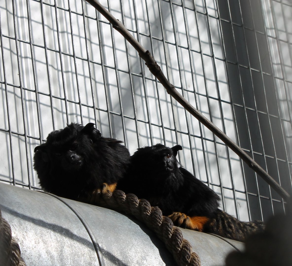 Red-handed tamarins